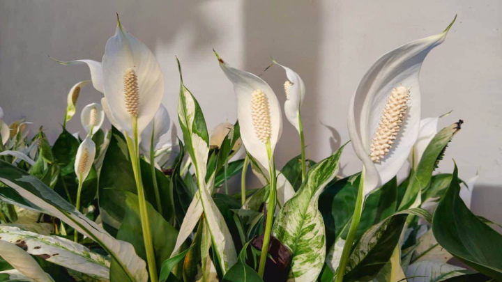 نگهداری صحیح از گل اسپاتی فیلوم