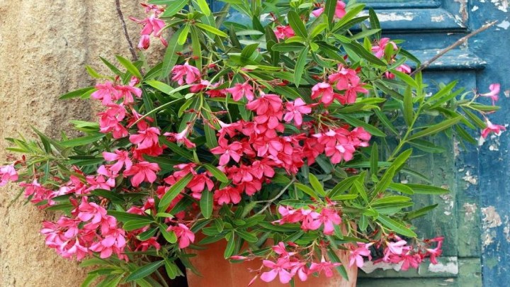 گیاه خرزهره