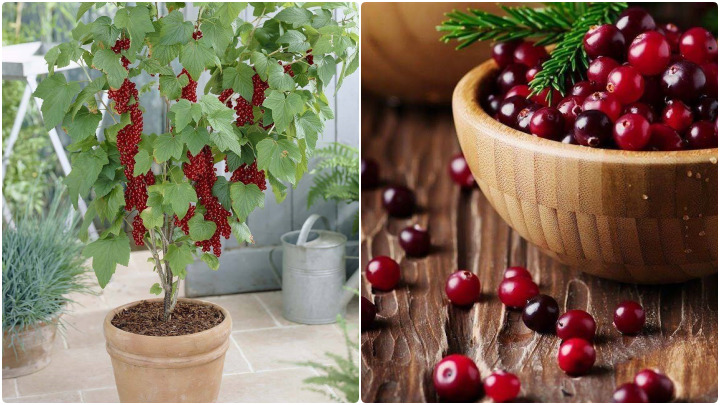 درختان میوه‌ای که با فضای کم سازگارند