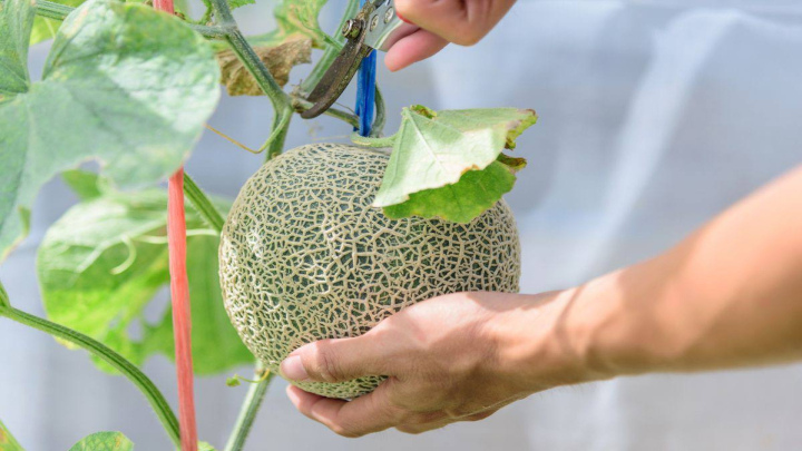 روش نگهداری از گلدان ملون