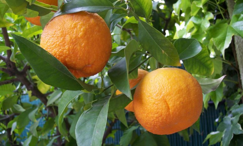 بررسی تمامی فواید و خواص آب نارنج