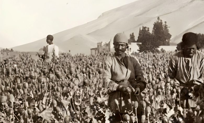 تریاک ایران در جهان همتا ندارد