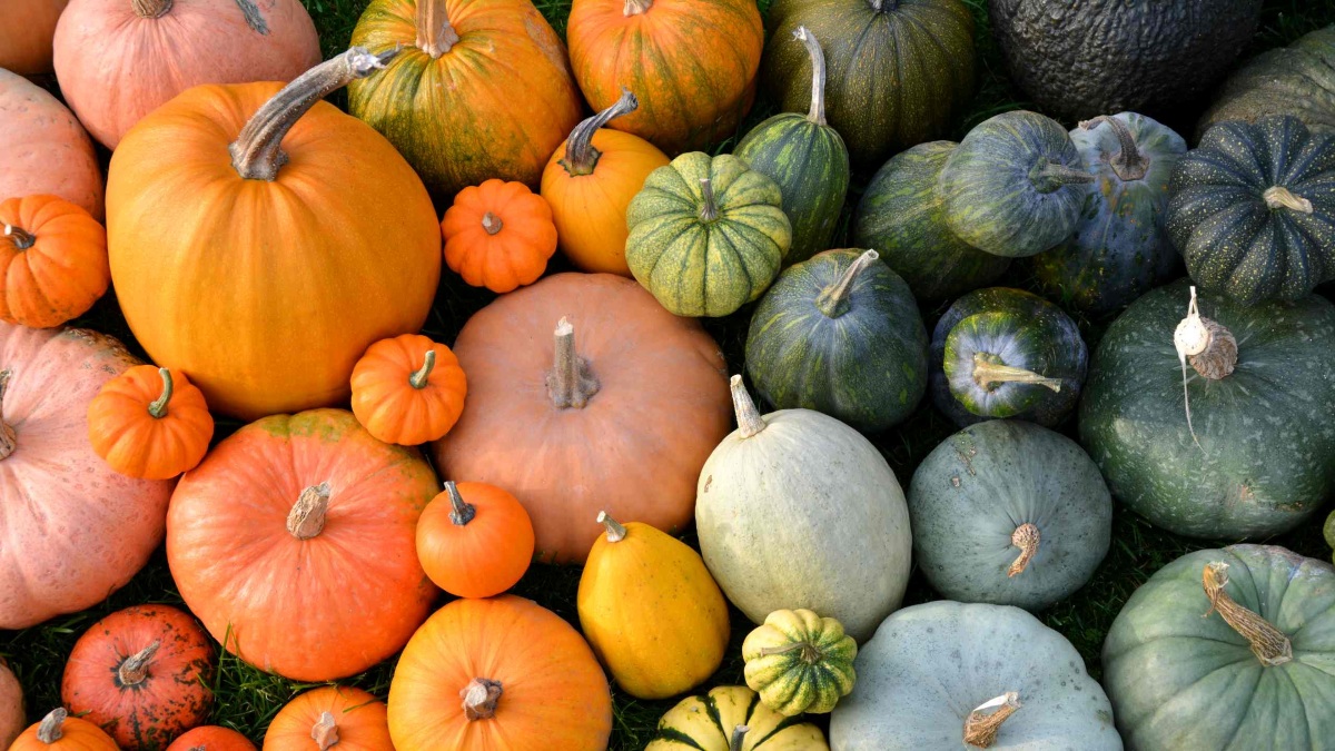 خوراکی های کلسیم دار برای تامین کلسیم بدن-9