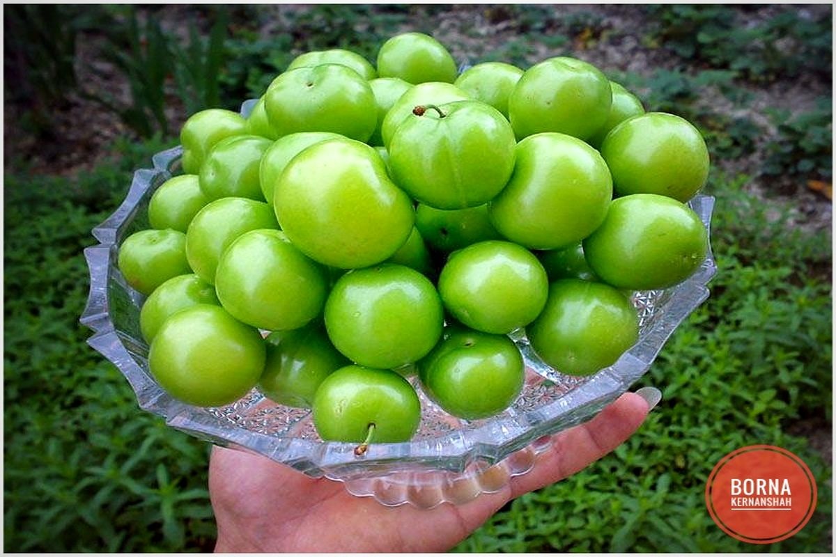 فواید و مضرات خوردن گوجه سبز-6