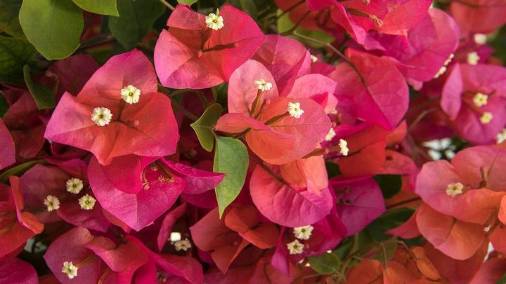 کاشت گل کاغذی (بوگن‌ ویله)