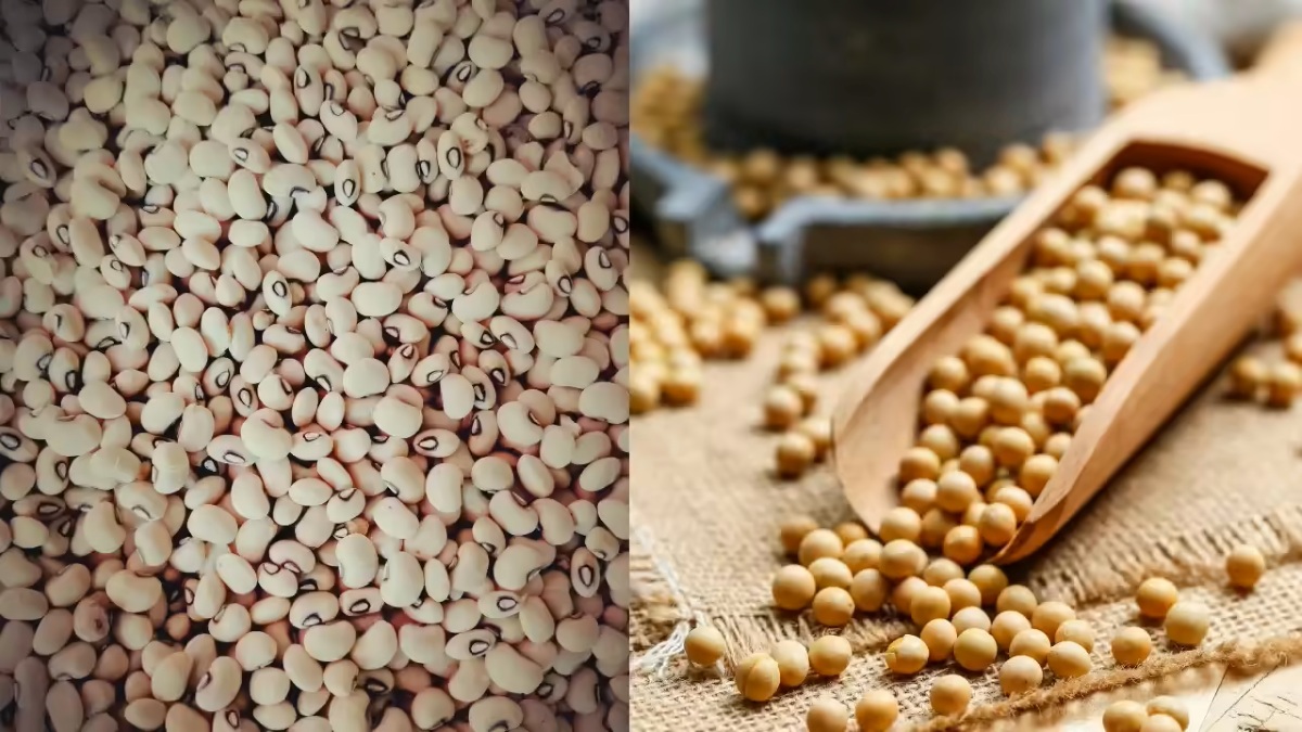 خوراکیهای مفید و غنی از چربی غیر اشباع-7
