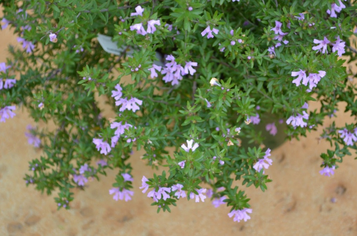 مواد گیاهی برای کاهش میل قندی-1