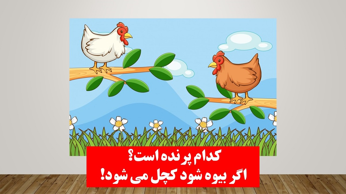 چیستان پرنده بیوه و کچل