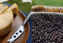 داستان شگفت‌انگیز پنیر مورچه‌ای برزیلی