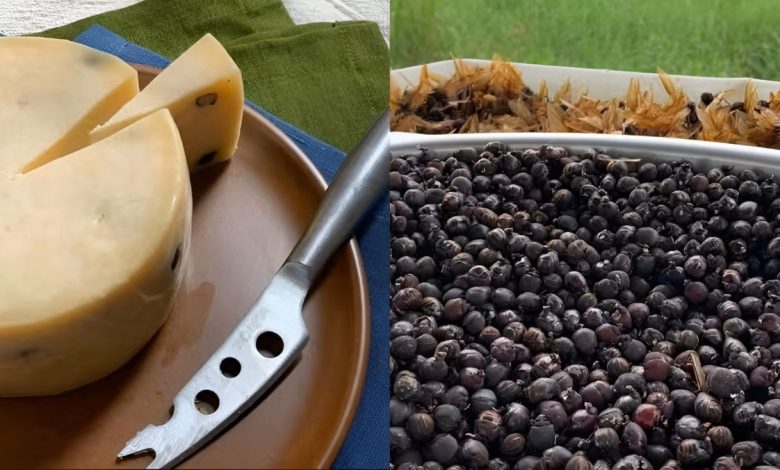 داستان شگفت‌انگیز پنیر مورچه‌ای برزیلی