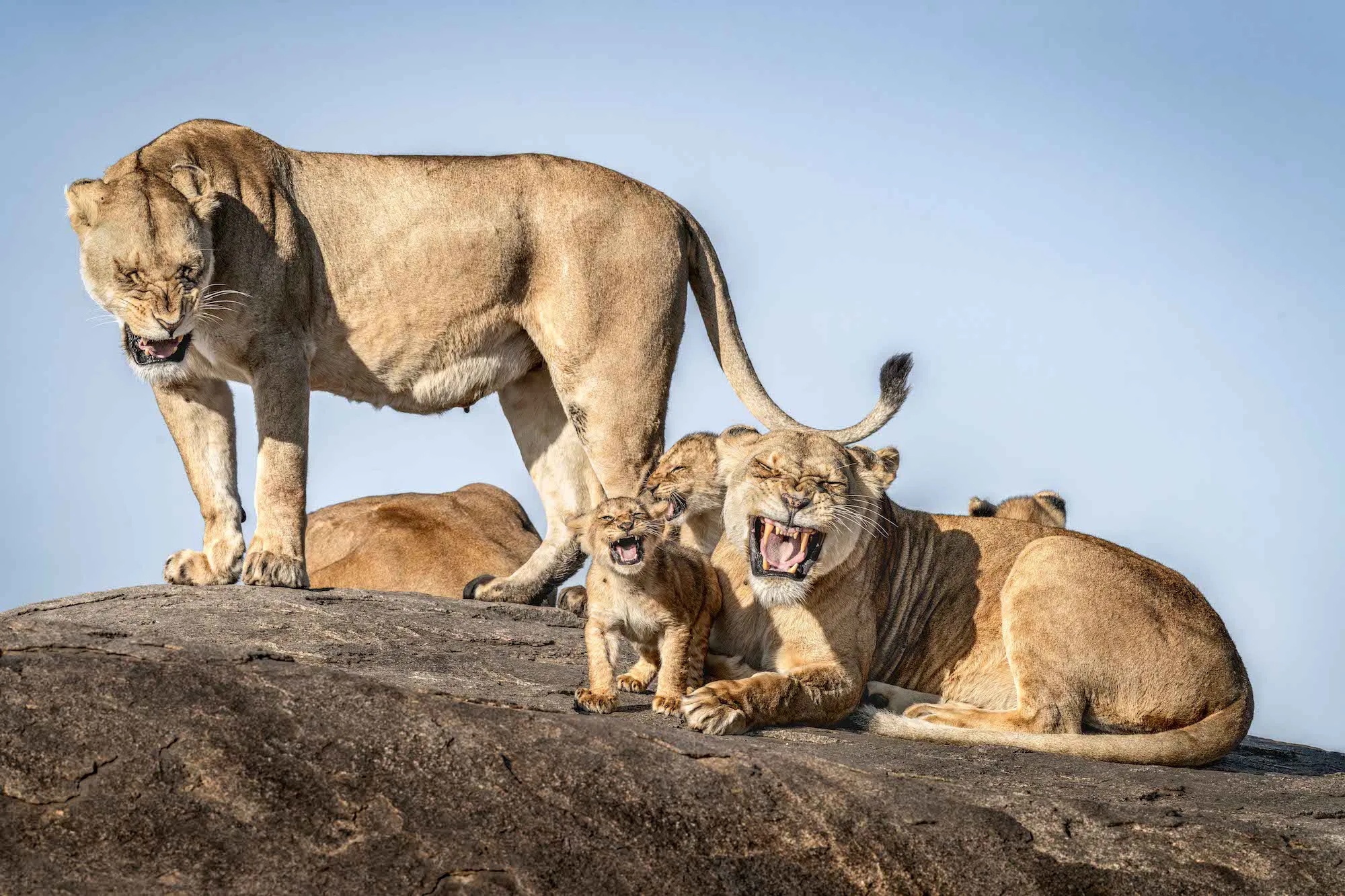 خنده‌دارترین عکس‌های حیات‌وحش سال