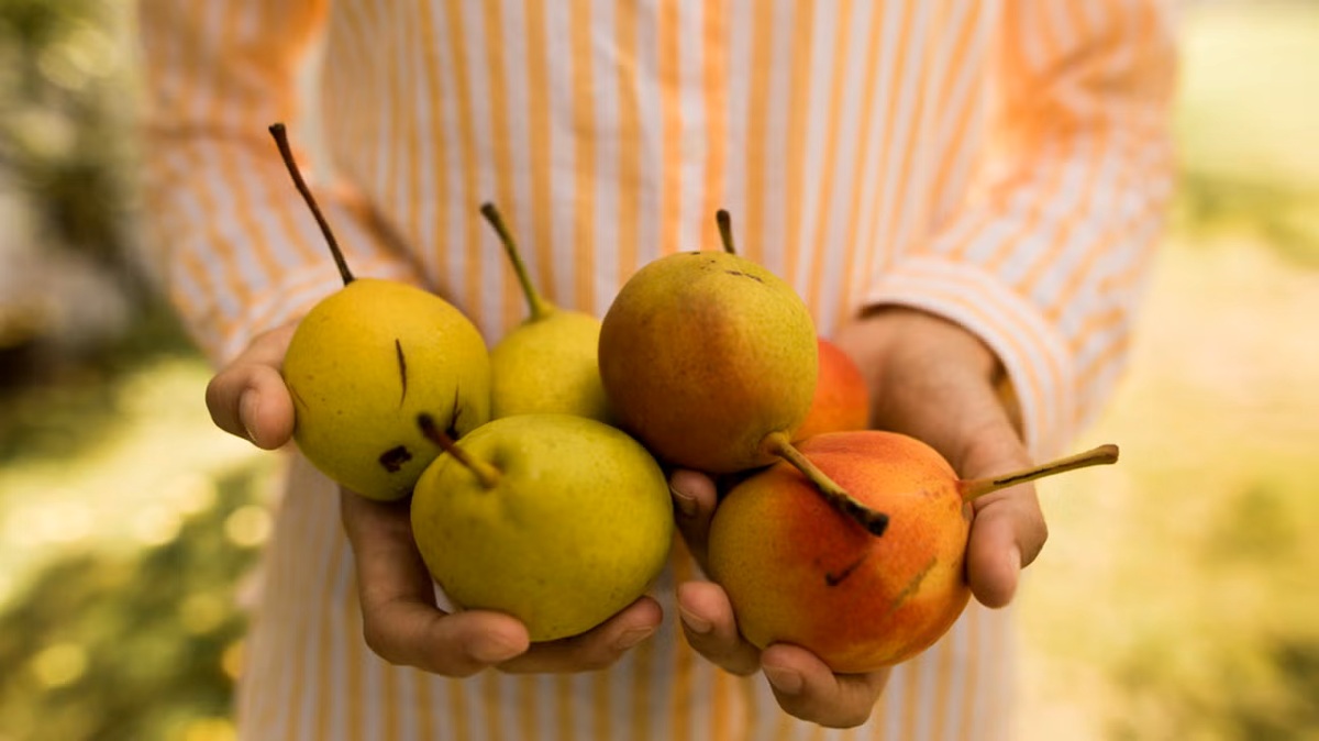 دیابتیها در پاییز چه میوههایی بخورند-2