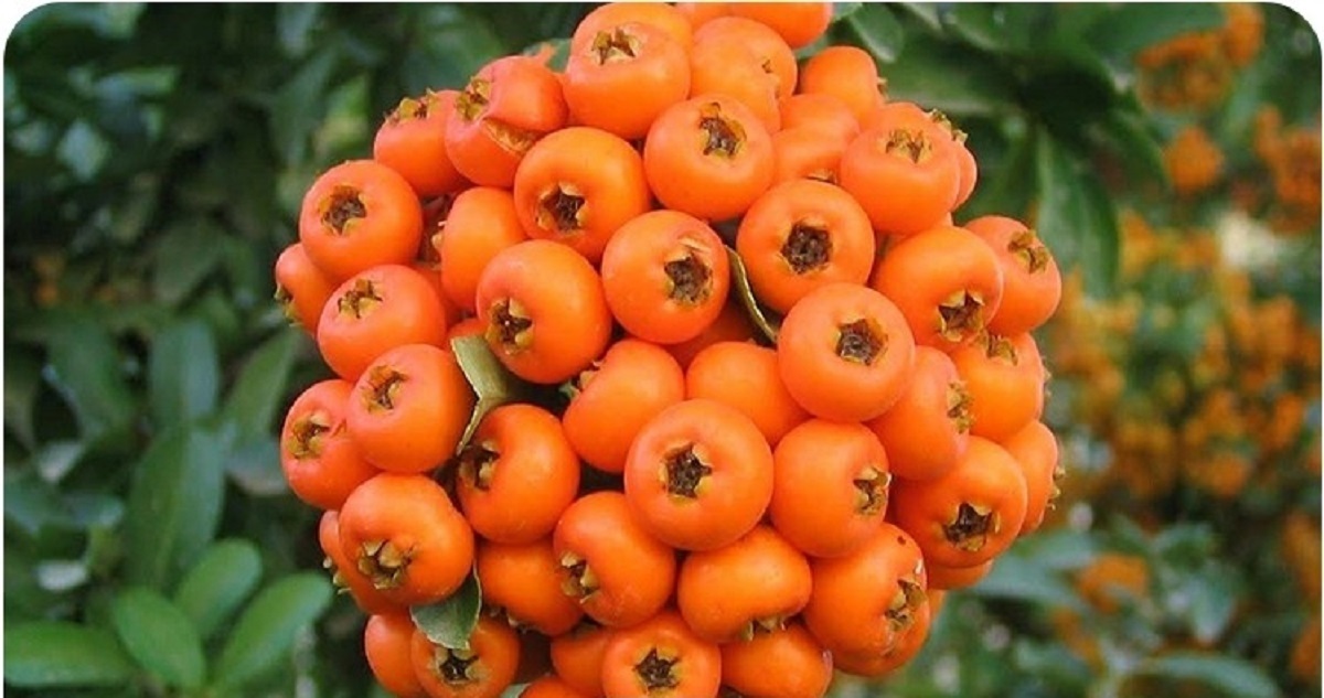 دیابتیها در پاییز چه میوههایی بخورند-7