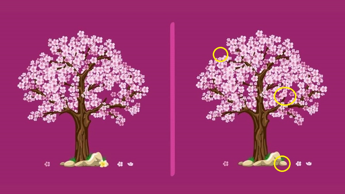 پاسخ تفاوت تصویری درخت گیلاس ژاپنی