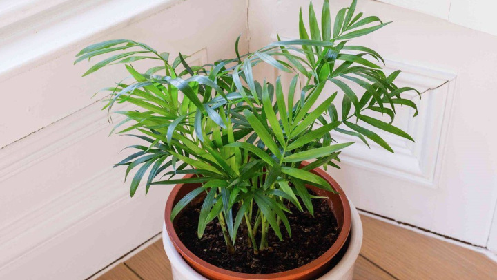 نخل شامادورا، یک گیاه سوزنی مقاوم