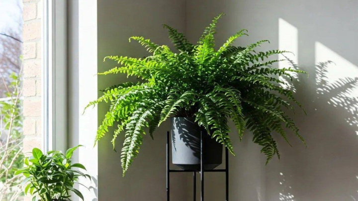 گیاه سرخس بوستون، محبوبترین سرخس آپارتمانی