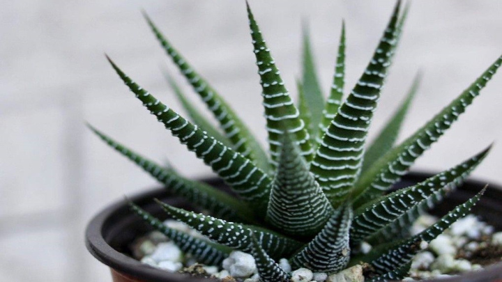 گیاه هاورتیا گورخری،گیاه کوچک و جذاب