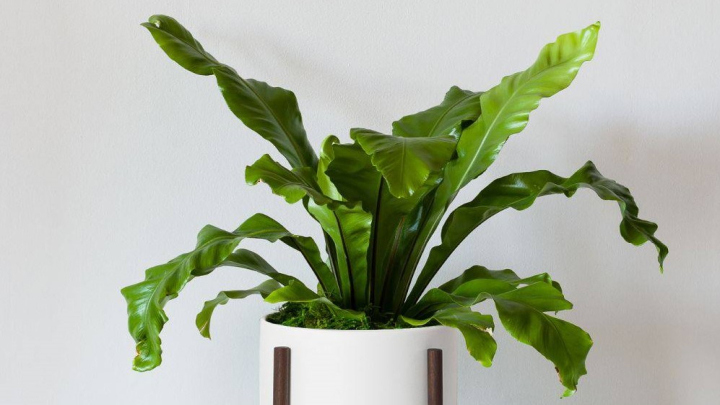 گیاه سرخس لانه پرنده، خاصترین سرخس