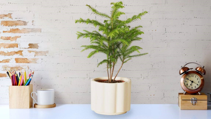 گیاه کاج مطبق، درختچهای سبز با برگهای سوزنی