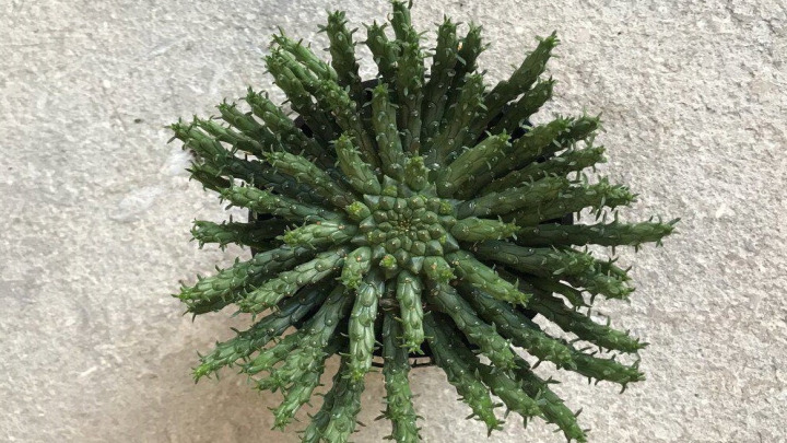 گیاه افروبیا فلاناگانی، گیاهی با برگهای خاص سوزنی