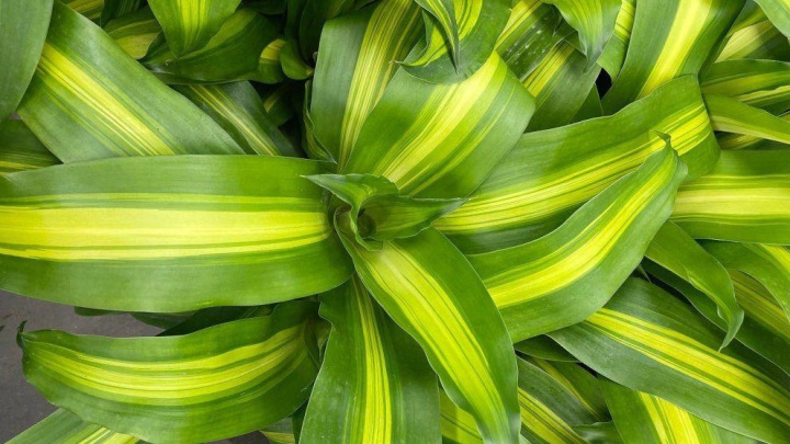 گیاه دراسنا مخصوص یک دکور زیبا