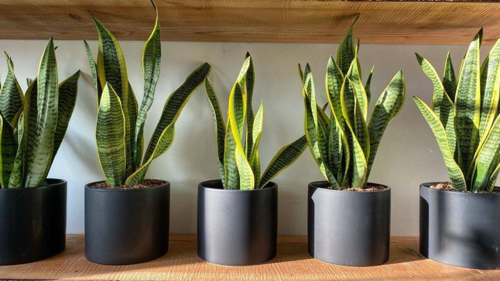 گیاه سانسوریا، مناسب برای دکوری جذاب