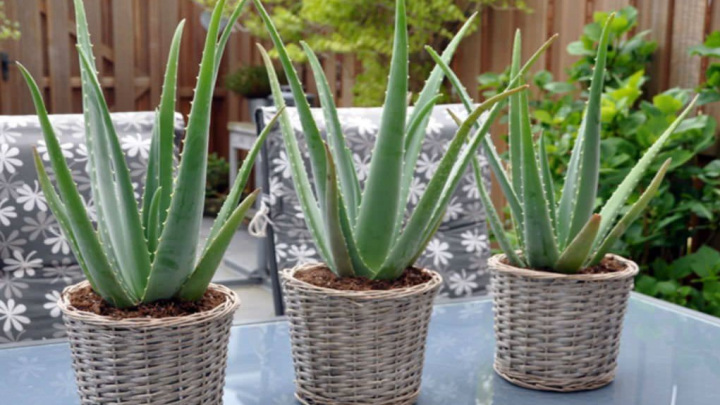 گیاه آلوئهور، یک گیاه بسیار پرکاربرد