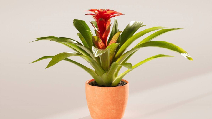 گیاه بروملیاد،زیبا و شیک مخصوص دکوراسیون