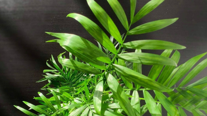 چرا شامادورا بعد از چند ماه شادابیاش را از دست میدهد؟