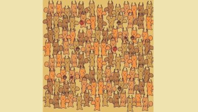 تست بینایی پیدا کردن موش میان سنجابها 1