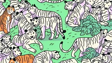 تست بینایی یافتن گورخر میان ببر ها 1