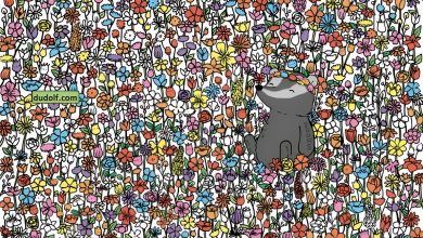 تست بینایی ۵ پروانه پنهان شده در میان گل‌ها 1