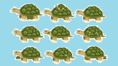 تست هوش تعداد همه لاک‌پشت‌ها 1