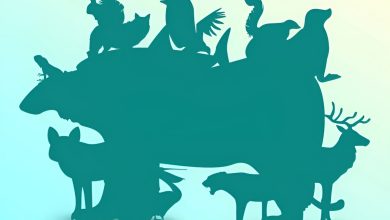 تست هوش تمام حیوانات پنهان شده 1