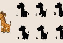 تست هوش یافتن سایه درست زرافه 1