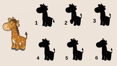 تست هوش یافتن سایه درست زرافه 1