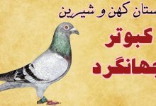 داستان کبوترِ جهانگرد