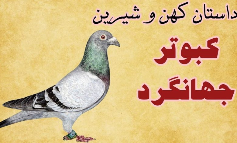 داستان کبوترِ جهانگرد