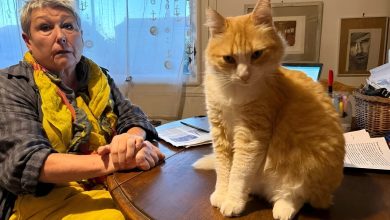 زن فرانسوی به_خاطر گربه اش ۱۴۰۰ دلار جریمه شد