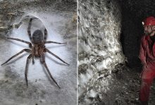 شهری از عنکبوت‌ها در دل تاریکی