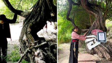 قدیمی‌ترین تاک زندهٔ جهان در تبت