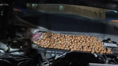 ماشینی که تبدیل به انبار فندق شد-1