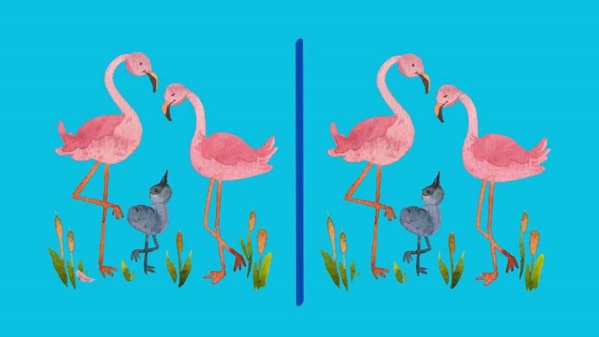 تفاوت تصویری فلامینگوهای صورتی