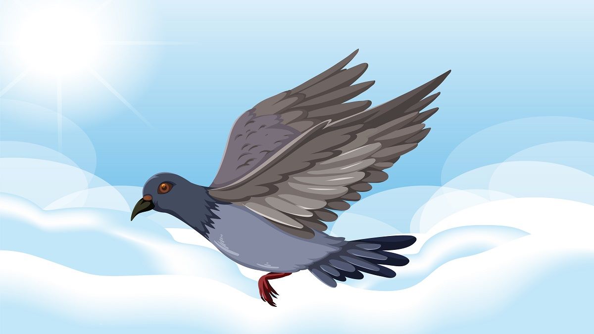 پاسخ چیستان نصف پرنده و نام دو شهر