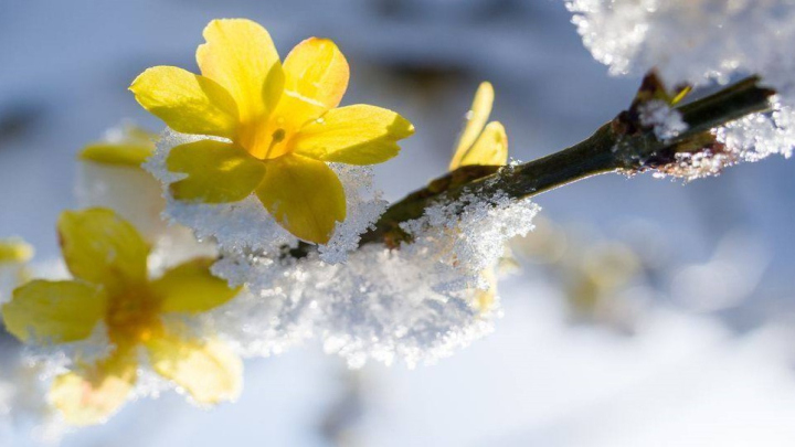 آشنایی با گیاهان مقاوم به سرمای پاییز و زمستان؛ گل یخ (Winter Jasmine) آشنایی با گیاهان مقاوم به سرمای پاییز و زمستان؛ گل یخ (Winter Jasmine)