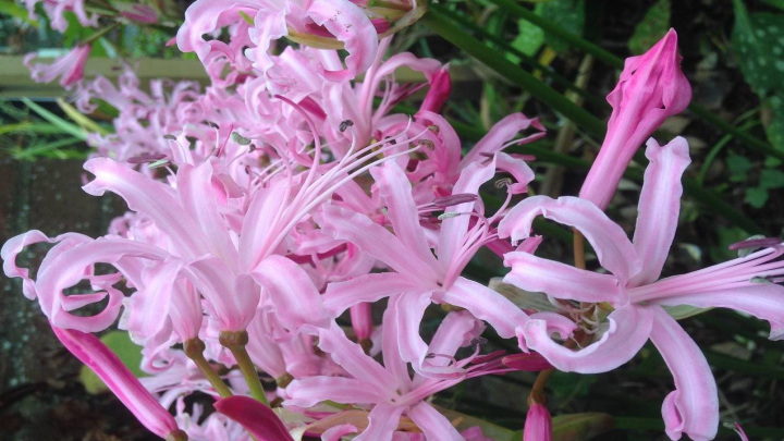 آشنایی با گیاهان مقاوم به سرمای پاییز و زمستان؛ نرین (Nerine) آشنایی با گیاهان مقاوم به سرمای پاییز و زمستان؛ نرین (Nerine)