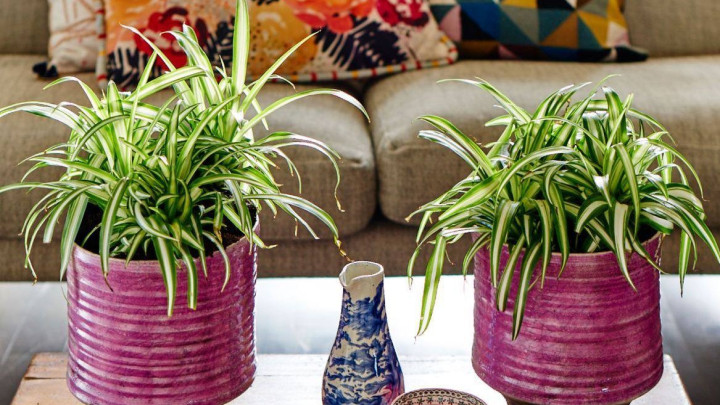 معرفی گیاهان مناسب برای تصفیه هوا