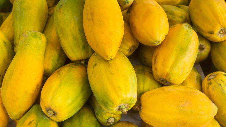 راهنمای کاشت پاپایا در حال رشد یا بالغ