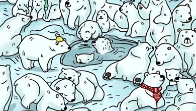 تست بینایی یافتن فک میان خرسهای قطبی 1