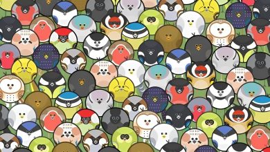 تست بینایی یافتن کرم خاکی میان پرندگان 1